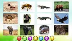 动物 词汇 在 英语截图5